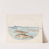 Plate 12; A Swordfish and Three Other Fish (1575-1590) by Joris Hoefnagel