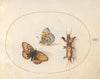 Plate 12; Two Views of a Silver-Bordered Fritillary and a Mole Cricket (1575-1590)