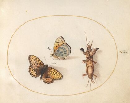 Plate 12; Two Views of a Silver-Bordered Fritillary and a Mole Cricket (1575-1590)