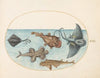 Plate 13; Two Stingrays, an Anglerfish, a Monkfish and an Angel Shark (1575-1590)