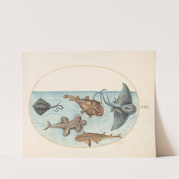 Plate 13; Two Stingrays, an Anglerfish, a Monkfish and an Angel Shark (1575-1590) by Joris Hoefnagel