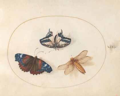 Plate 13; Yellow Swallowtail and Red Admiral Butterflies with a Dragonfly (Broad-Bodied Chaser) (1575-1590)
