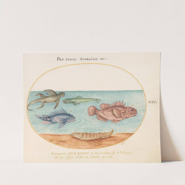 Plate 14; A ‘Sea Ape,’ Two Scorpion Fish, and Two Other Fish (1575-1590) by Joris Hoefnagel