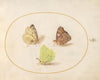 Plate 14; Common Brimstone, Painted Lady, and Clouded Yellow Butterflies (1575-1590)