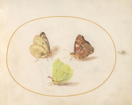 Plate 14; Common Brimstone, Painted Lady, and Clouded Yellow Butterflies (1575-1590)