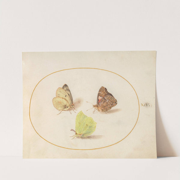 Plate 14; Common Brimstone, Painted Lady, and Clouded Yellow Butterflies (1575-1590) by Joris Hoefnagel