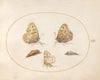 Plate 15; Grayling Butterfly, Magpie Moth, and Two Chrysalides (1575-1590)