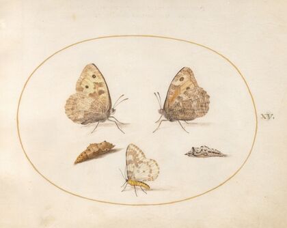 Plate 15; Grayling Butterfly, Magpie Moth, and Two Chrysalides (1575-1590)