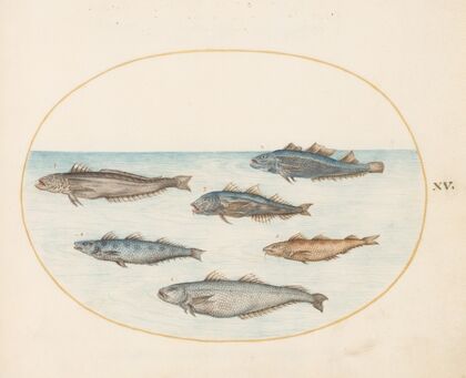 Plate 15; Six ‘Asellorum’ Fish (Cod) (1575-1590)