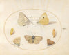 Plate 16; Black-Veined White, Clouded Yellow, Black Hairstreak, Geranium Argus, and Common Blue Butterflies with Two Chrysalides (1575-1590)