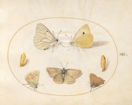 Plate 16; Black-Veined White, Clouded Yellow, Black Hairstreak, Geranium Argus, and Common Blue Butterflies with Two Chrysalides (1575-1590)