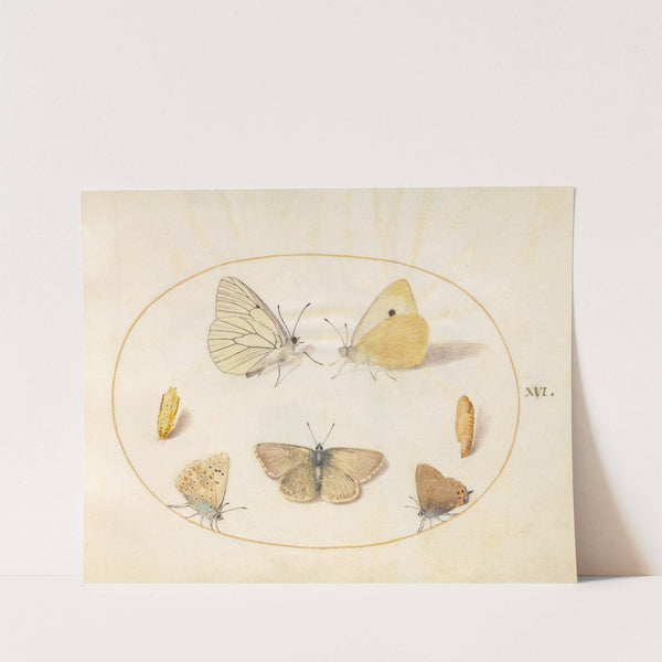 Plate 16; Black-Veined White, Clouded Yellow, Black Hairstreak, Geranium Argus, and Common Blue Butterflies with Two Chrysalides (1575-1590) by Joris Hoefnagel