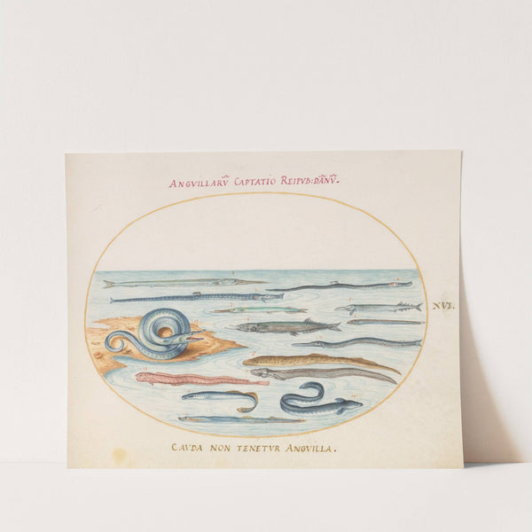 Plate 16; Eels, Pipefish, and Needlefish (1575-1590) by Joris Hoefnagel