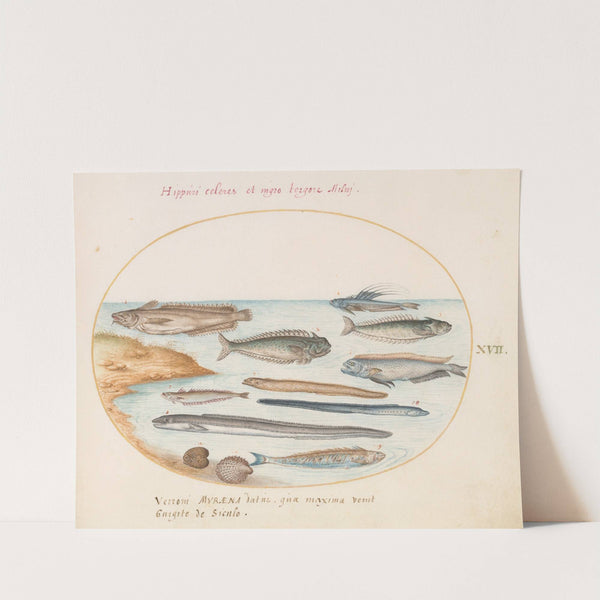 Plate 17; A Cod, Weever Fish, Eels, and Other Fish (1575-1590) by Joris Hoefnagel