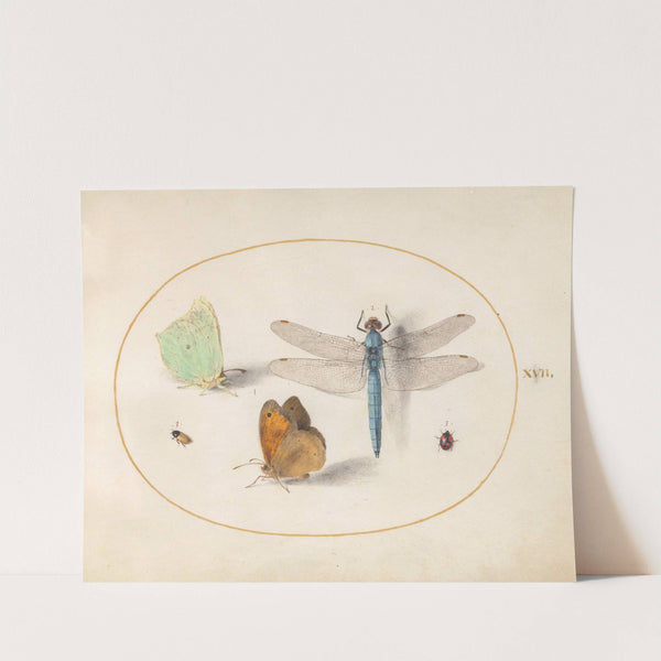 Plate 17; Brimstone and Meadow Brown Butterflies, a Blue Chaser, and Two Small Insects (1575-1590) by Joris Hoefnagel