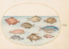 Plate 18; Boarfish, Razorfish, Butterfish, a John Dory, and Other Fish (1575-1590)