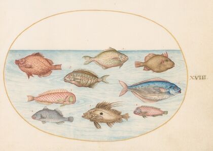 Plate 18; Boarfish, Razorfish, Butterfish, a John Dory, and Other Fish (1575-1590)