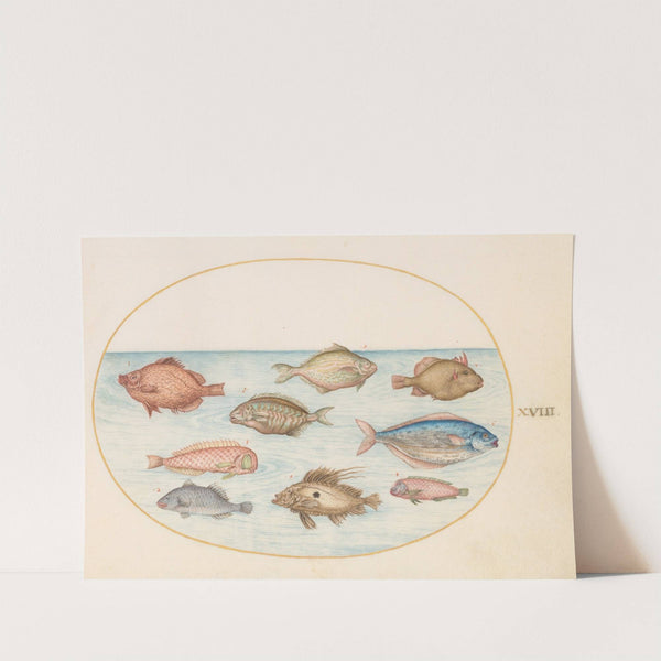 Plate 18; Boarfish, Razorfish, Butterfish, a John Dory, and Other Fish (1575-1590) by Joris Hoefnagel