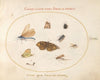 Plate 18; Two Butterflies and a Moth with a Damselfly, Two Ants, and Four Other Insects (1575-1590)