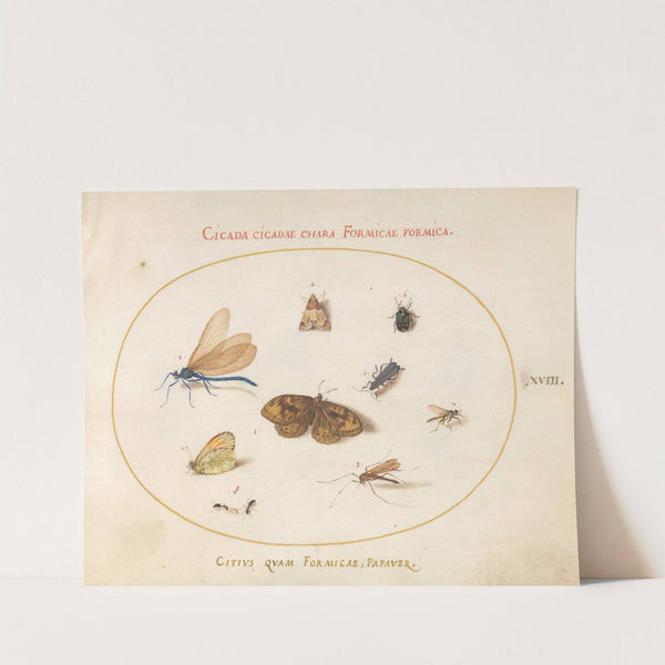 Plate 18; Two Butterflies and a Moth with a Damselfly, Two Ants, and Four Other Insects (1575-1590) by Joris Hoefnagel