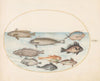 Plate 19; A Damselfish and Other Fish, Including Two ‘Coracinis’ (1575-1590)