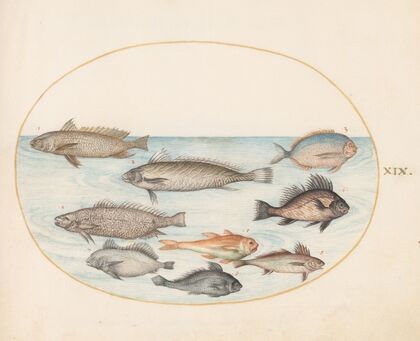 Plate 19; A Damselfish and Other Fish, Including Two ‘Coracinis’ (1575-1590)