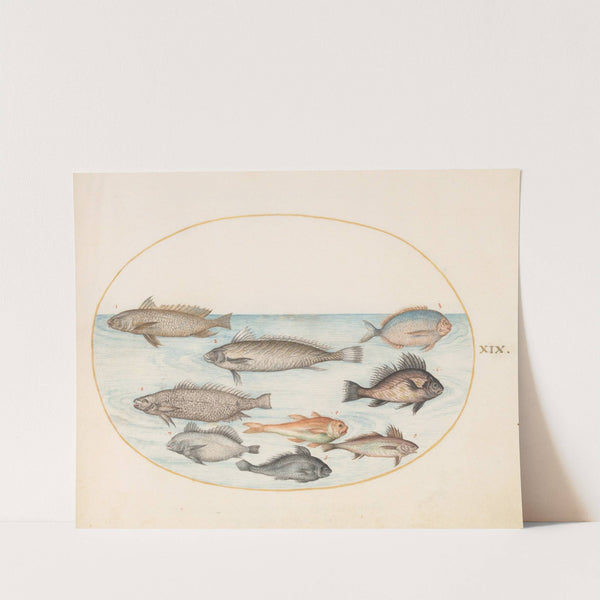 Plate 19; A Damselfish and Other Fish, Including Two ‘Coracinis’ (1575-1590) by Joris Hoefnagel