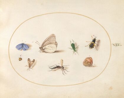Plate 19; Two Butterflies with Five Other Insects (1575-1590)