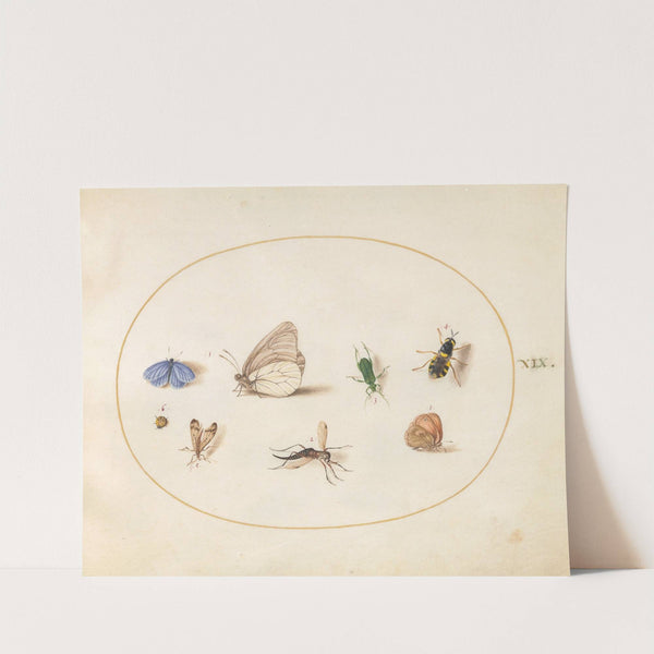 Plate 19; Two Butterflies with Five Other Insects (1575-1590) by Joris Hoefnagel