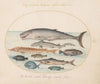 Plate 2; Sperm Whale, Sturgeon, Shark, and Other Fish (1575-1590)