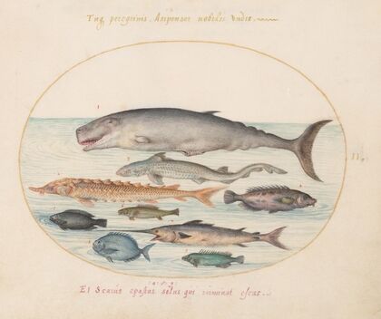Plate 2; Sperm Whale, Sturgeon, Shark, and Other Fish (1575-1590)