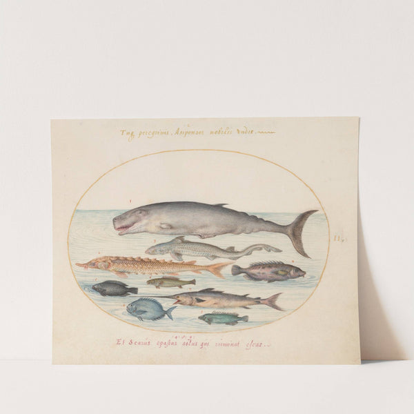 Plate 2; Sperm Whale, Sturgeon, Shark, and Other Fish (1575-1590) by Joris Hoefnagel