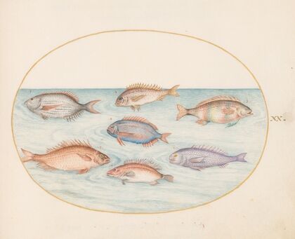Plate 20; Sea Bream, Dentex, Sargo, and Other Fish (1575-1590)