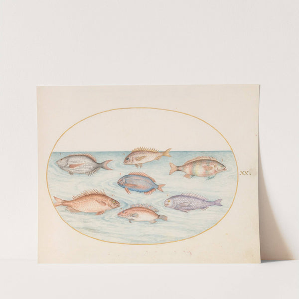 Plate 20; Sea Bream, Dentex, Sargo, and Other Fish (1575-1590) by Joris Hoefnagel