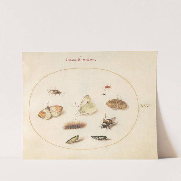 Plate 20; Three Butterflies, a Caterpillar, a Bee, Two Chrysalides, and Three Weevils (1575-1590) by Joris Hoefnagel