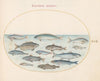 Plate 21; Cod and Other Fish (1575-1590)
