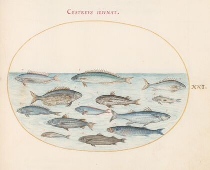 Plate 21; Cod and Other Fish (1575-1590)