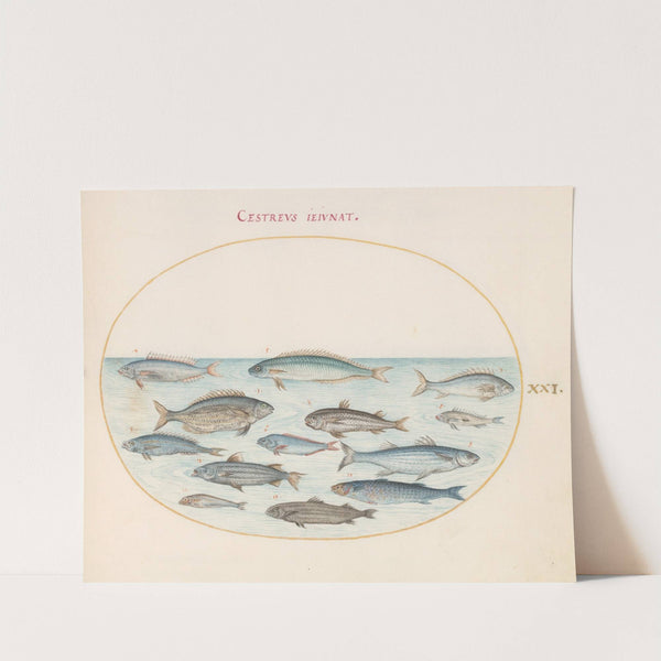 Plate 21; Cod and Other Fish (1575-1590) by Joris Hoefnagel