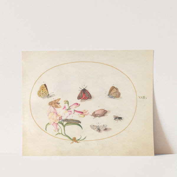 Plate 22; A Cinnabar Moth and a Cockchafer with Butterflies, other Insects, and a Snapdragon (1575-1590) by Joris Hoefnagel