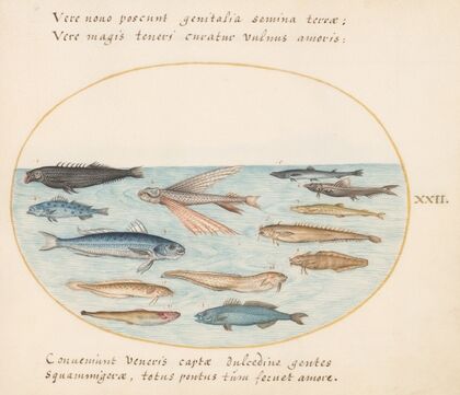 Plate 22; Mullet, Flying Fish, Eels, and Other Fish (1575-1590)