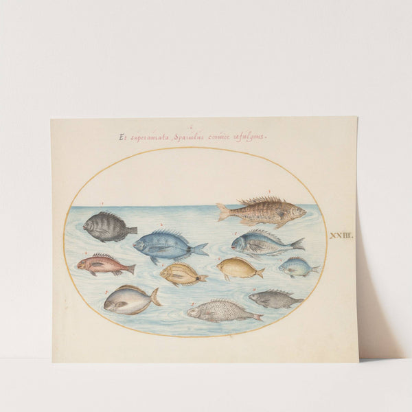 Plate 23; Bream and Other Fish (1575-1590) by Joris Hoefnagel
