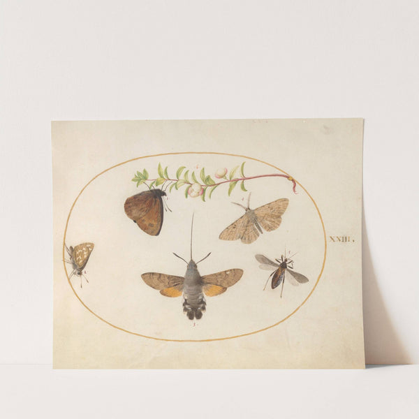 Plate 23; Hummingbird Hawk Moth, Butterflies, and Other Insects around a Snowberry Sprig (1575-1590) by Joris Hoefnagel