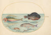 Plate 24; Flying Swallow Gurnard, Male Lumpsucker, Longspine Snipefish, and Other Fish (1575-1590)
