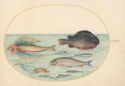 Plate 24; Flying Swallow Gurnard, Male Lumpsucker, Longspine Snipefish, and Other Fish (1575-1590)