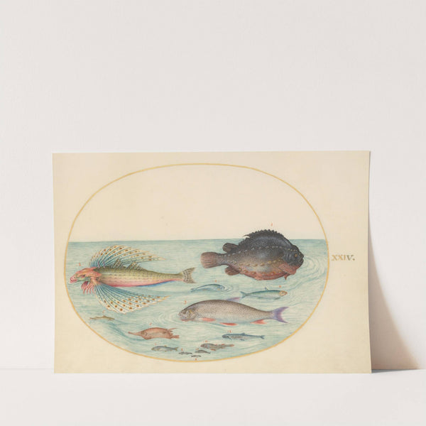 Plate 24; Flying Swallow Gurnard, Male Lumpsucker, Longspine Snipefish, and Other Fish (1575-1590) by Joris Hoefnagel