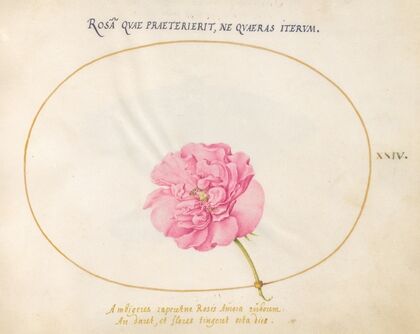Plate 24; Pink Rose (1575-1590)