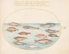 Plate 25; Mediterranean Rainbow Wrasse, Other Wrasse, a Swallowtail Sea Perch, Several ‘Anthiae,’ and Other Fish (1575-1590)
