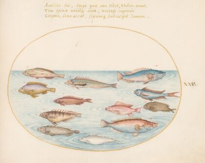 Plate 25; Mediterranean Rainbow Wrasse, Other Wrasse, a Swallowtail Sea Perch, Several ‘Anthiae,’ and Other Fish (1575-1590)