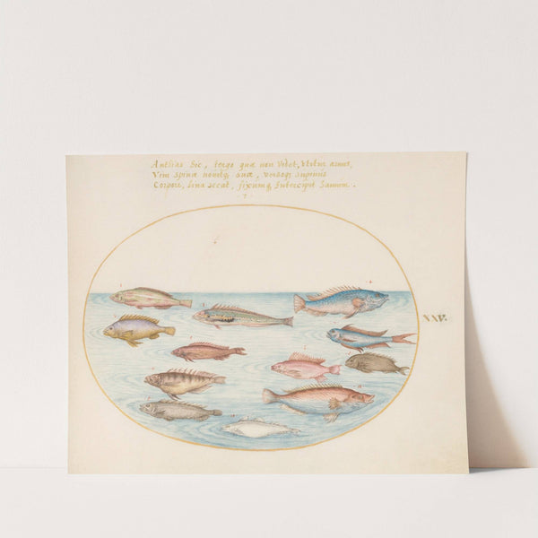 Plate 25; Mediterranean Rainbow Wrasse, Other Wrasse, a Swallowtail Sea Perch, Several ‘Anthiae,’ and Other Fish (1575-1590) by Joris Hoefnagel