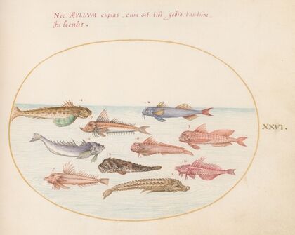 Plate 26; Gurnards, Dragonets, and Other Fish (1575-1590)